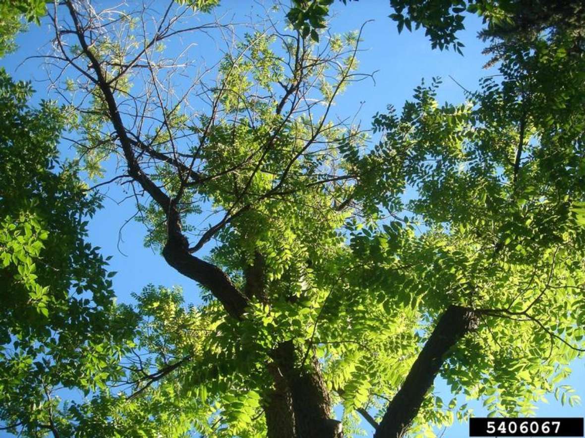 Absterbende Schwarznuss durch Geosmithia morbida